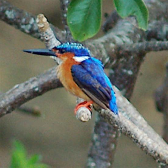 Oiseau mahorais à bec bleu