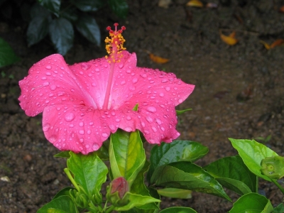 Un ibiscus rose