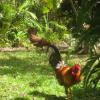 coq gwada