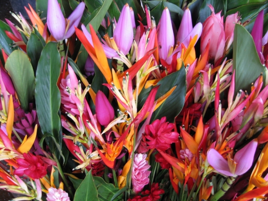 fleurs exotics guyane